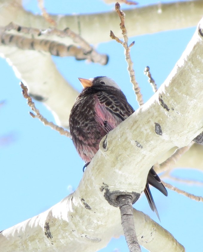 Black Rosy Finch, Alta UT -- ELK's 700th ABA area bird!
