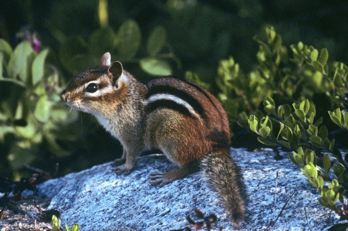 Eastern Chipmunk (Tamias striatus), Lake Superior Provincial Park, ON