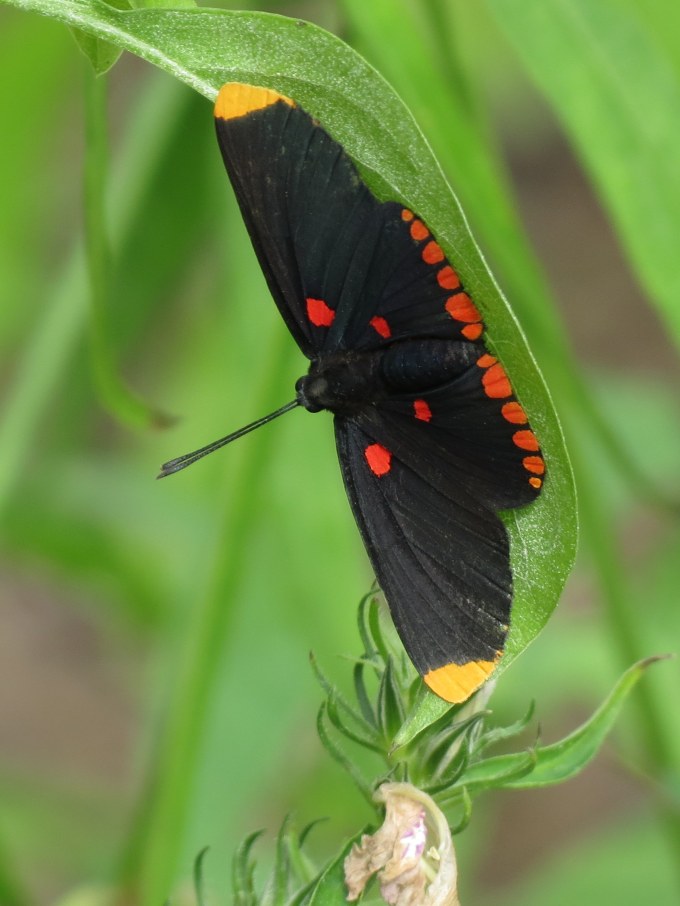 Red-banded Pixie, Sabal Palm Sanctuary, Brownsville, TX