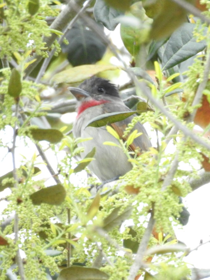 Rose-throated Becard, Estero Llano Grande SP, Weslaco TX