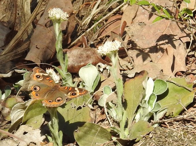 Common Buckeye, Blue River NE of Tishomingo OK