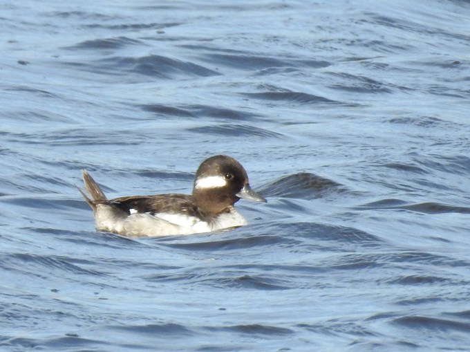 Bufflehead, female, Quivira NWR, KS