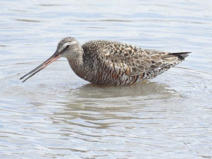 Hudsonian Godwit, Cheyenne Bottoms Wildlife Area, KS