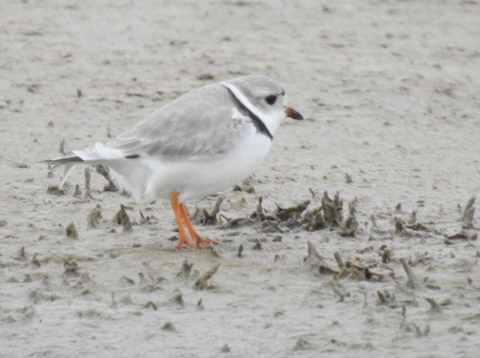 Piping Plover, Quivira NWR, KS