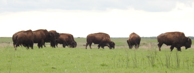 Bison, TNC Tallgrass Prairie Preserve, OK