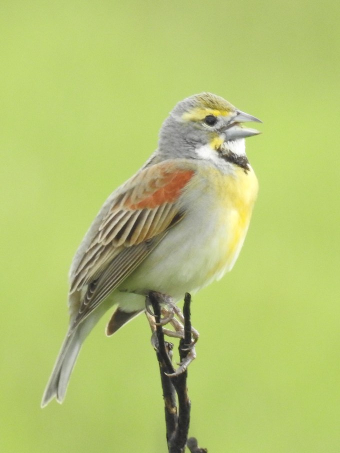 Dickcissel, Prairie SP, MO