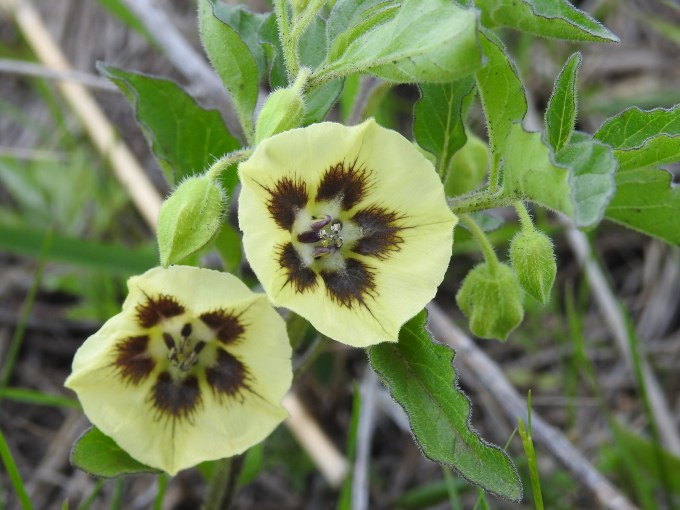 Physalis heterophylla, Tallgrass Prairie National Preserve, KS