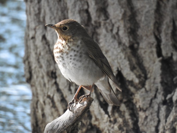 Swainson's Thrush, Crow Valley RA, Pawnee NG, CO