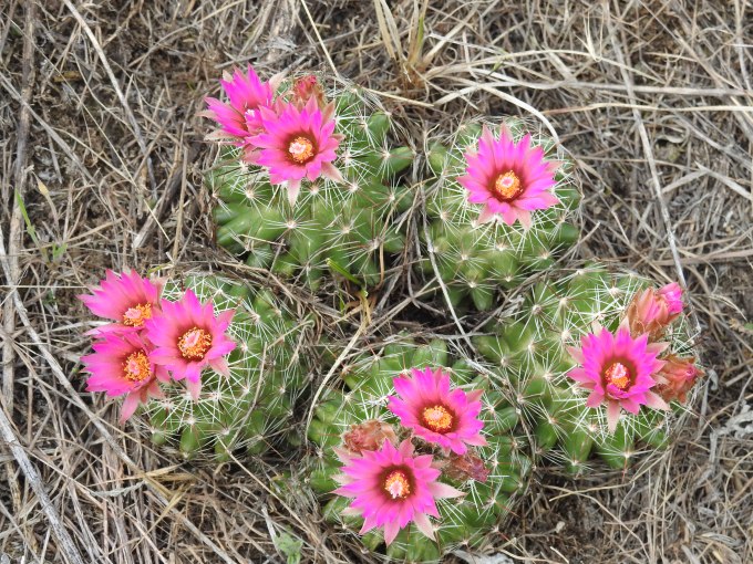 Escobaria vivipara vivipara, Sandhills Nature Tr, Crescent Lake NWR, NE