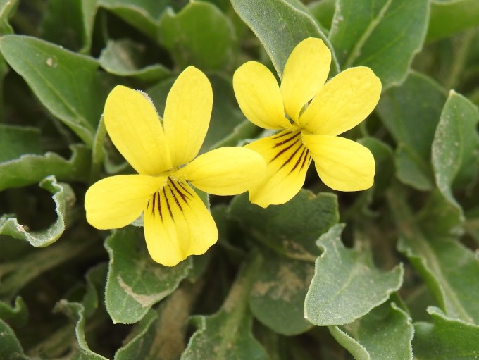 Viola nuttallii, David Canyon Rd, CR 802, Comanche National Grassland, CO