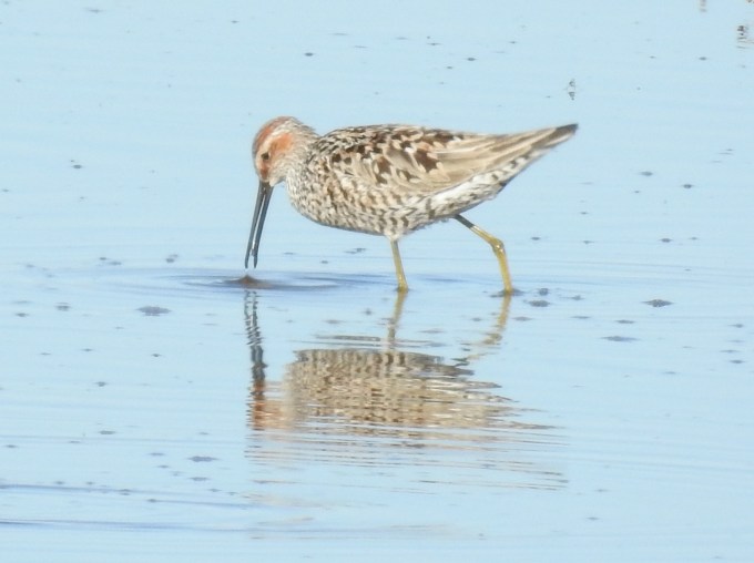 Stilt Sandpiper, Quivira NWR, KS