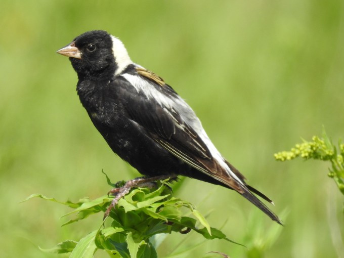 Bobolink, Zimmerman Prairie TNC Preserve, MN