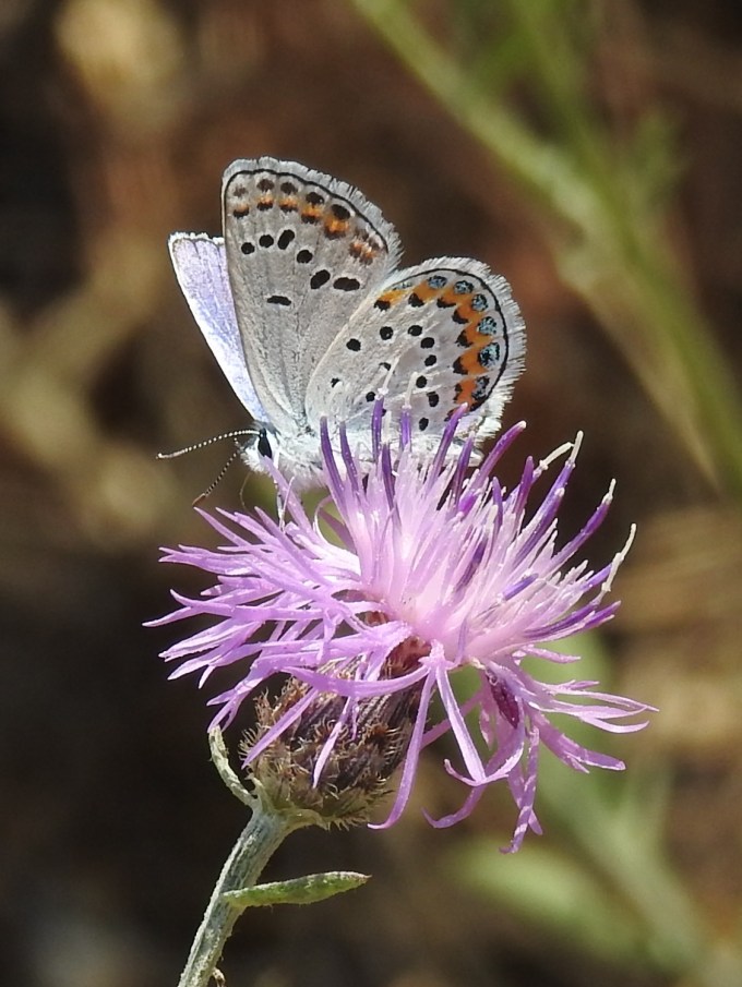 Melissa Blue, Soap Gulch, NE of Melrose, MT