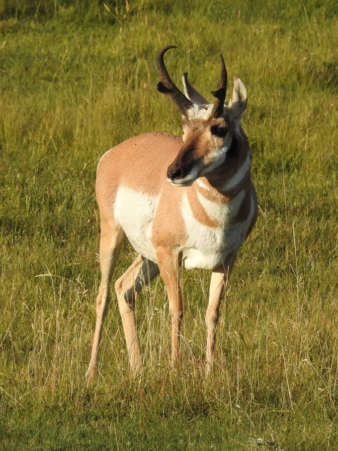 Pronghorn, Lamar Valley, Yellowstone NP, WY