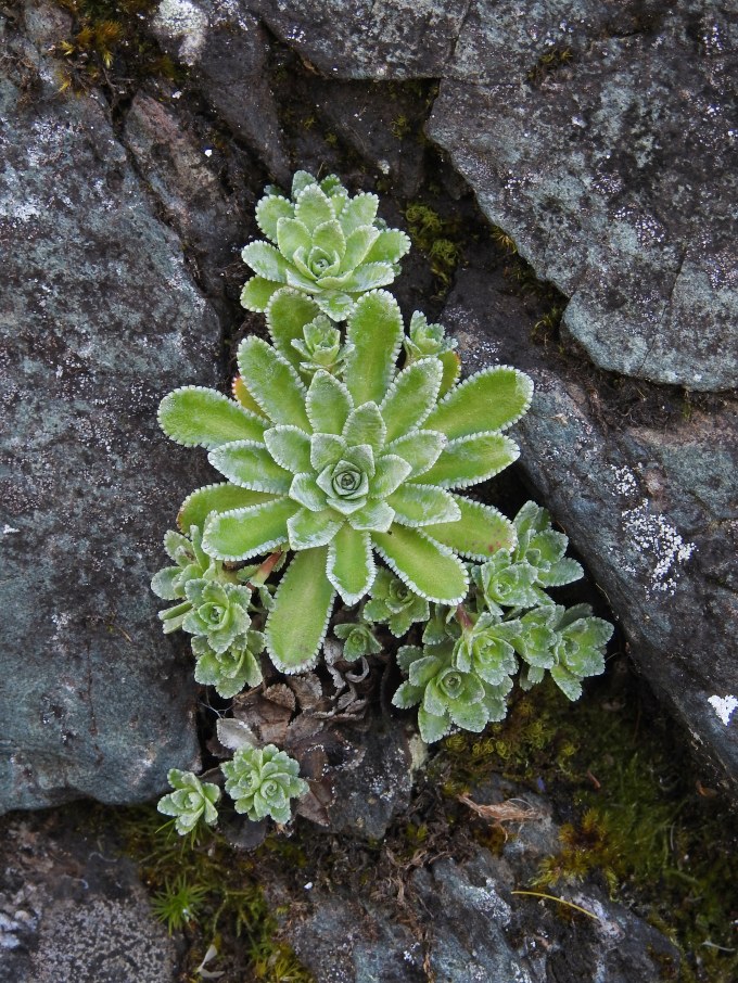 Encrusted Saxifrage, Saxifraga paniculata, Pukaskwa NP, ONT