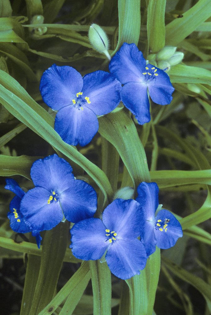 Tradescantia virginiana, Blue Ridge Parkway, VA
