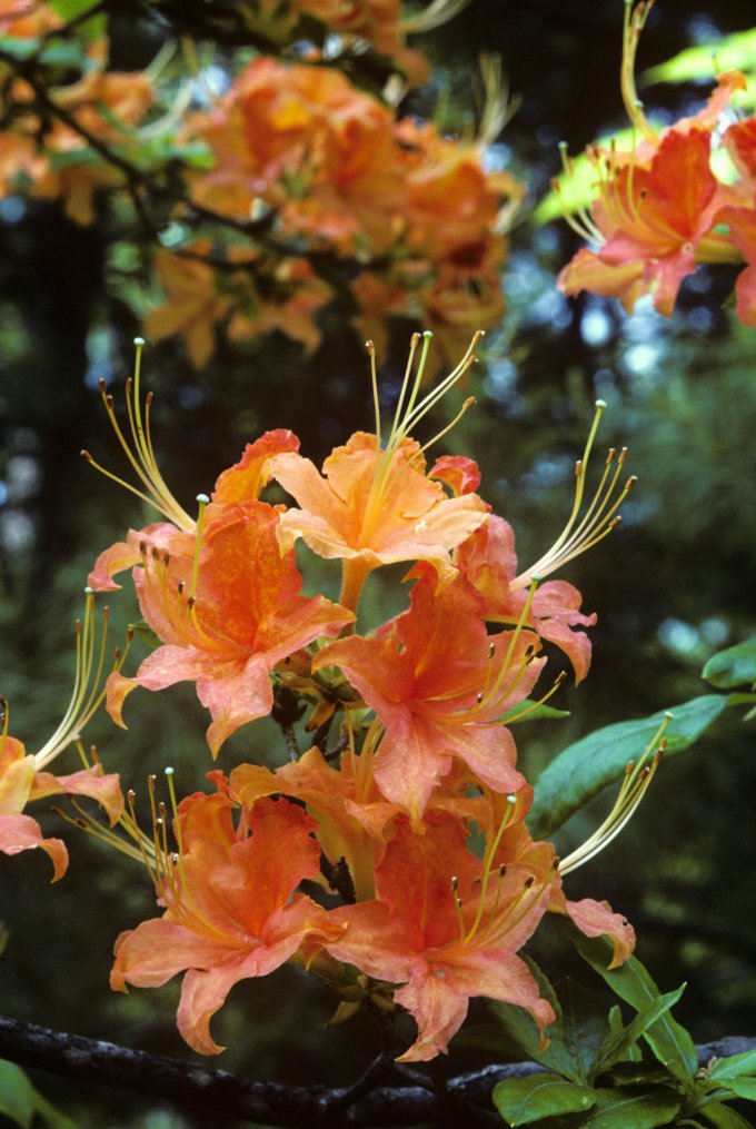 Rhododendron calendulaceum, Blue Ridge Parkway, VA