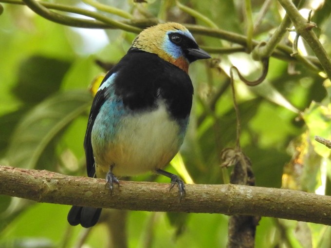 Golden-hooded Tanager, Canopy Lodge, Panama