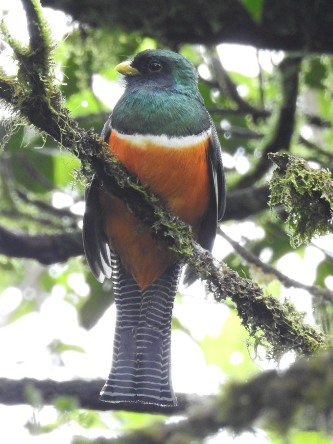 Orange-bellied Trogon, La Mesa, Panama