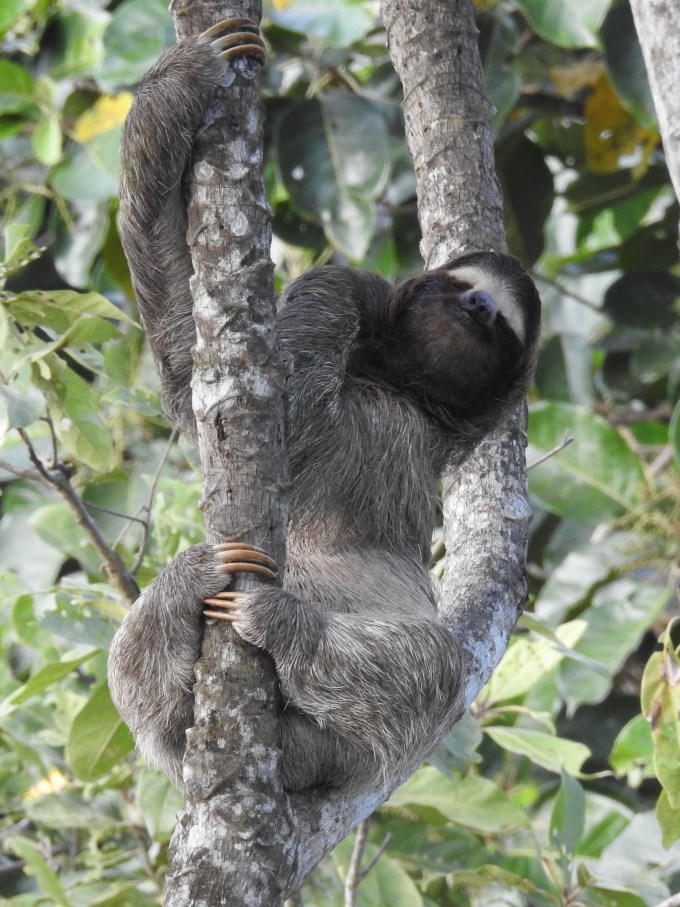 Brown-throated Three-toed Sloth, Canopy Tower, Panama