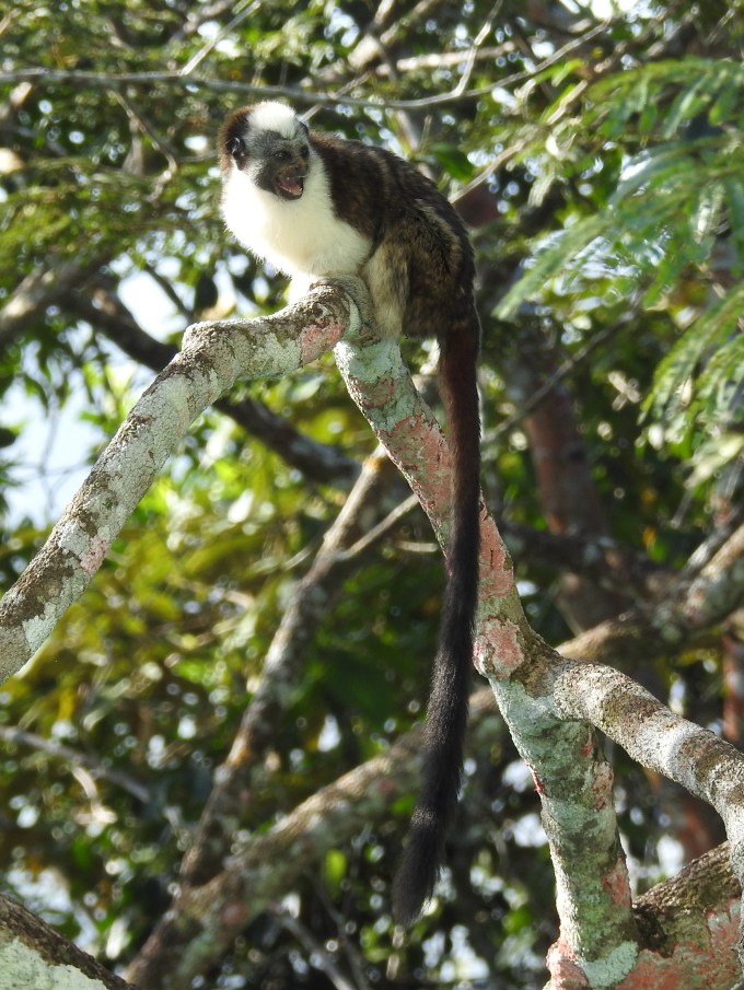Geoffrey's Tamarin, Canopy Tower, Panama