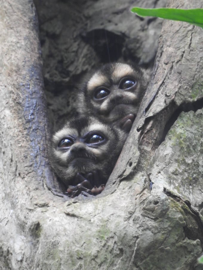 Panamanian Night Monkey, Semaphore Hill Rd, Canopy Tower, Panama