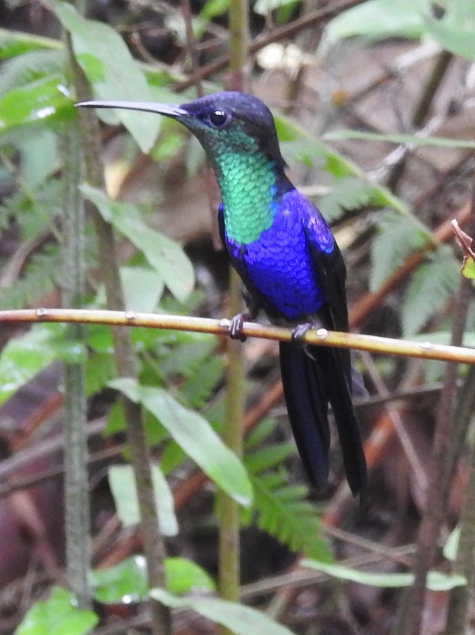 Violet-crowned Woodnymph, Cerro Azul, Panama
