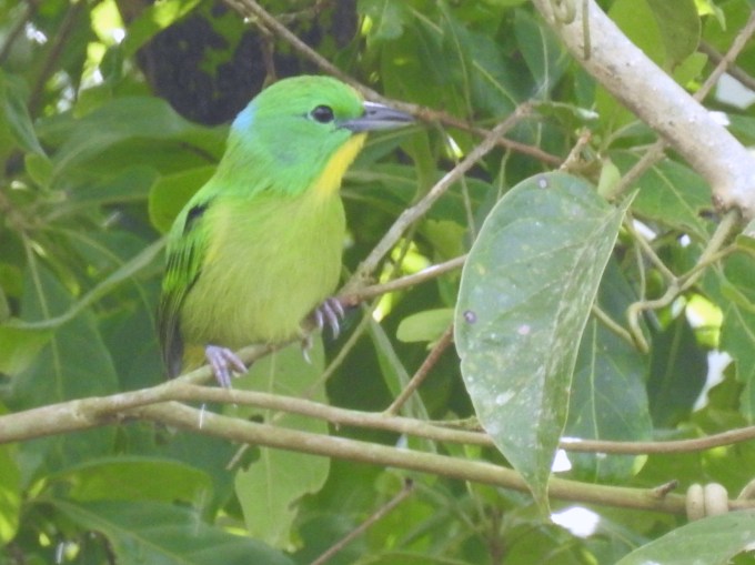 Green Shrike-Vireo, Rainforest Discovery Center, Panama