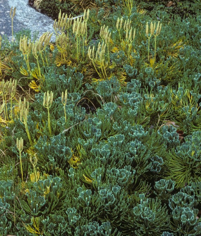 Lycopodium tristachyum, Singing Waters Campground, Rte 28, NY