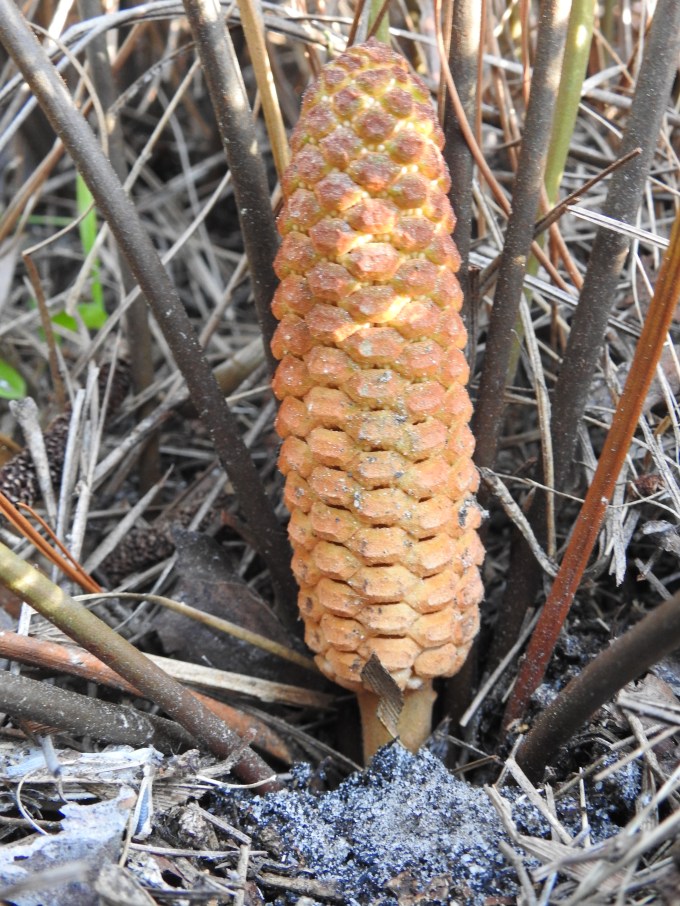 Zamia pumila, male cone, Ocala NF, FL