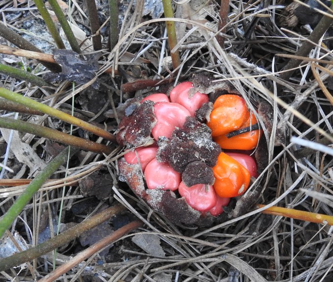 Zamia pumila, female cone with fruit, Ocala NF, FL