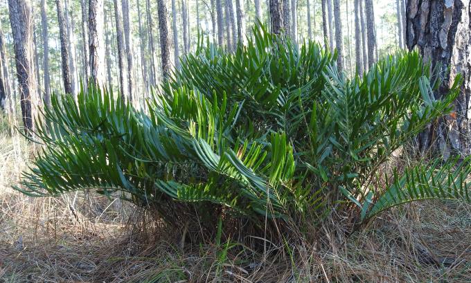 Zamia pumila, Ocala NF, FL