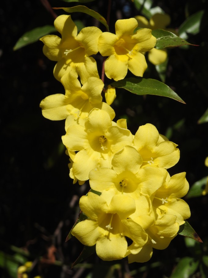 Gelsemium sempervirens, Ocala NF, FL