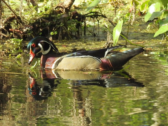 Wood Duck, Silver River, FL