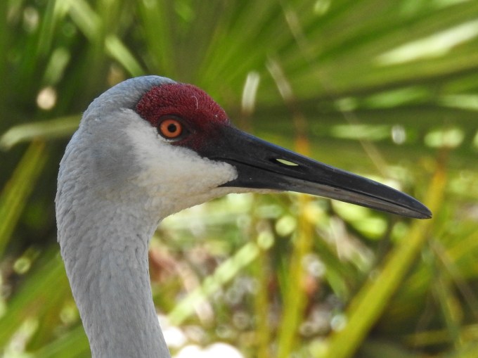 Sandhill Crane, Ridge Audubon Center,  Babson Park FL