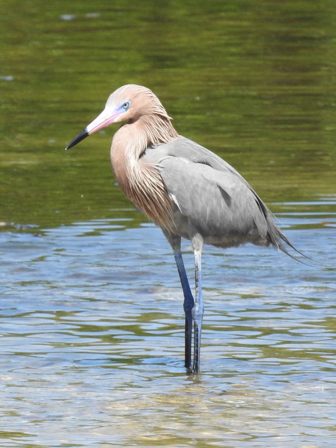 Reddish Egret, Ding Darling NWR, FL