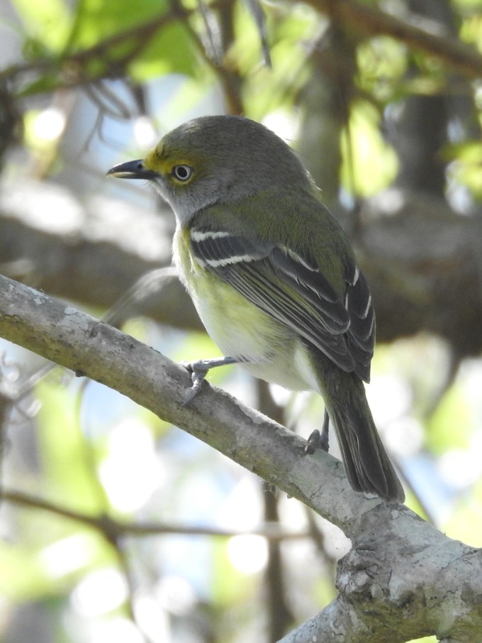 White-eyed Vireo, Audubon Corkscrew Swamp Sanctuary, FL