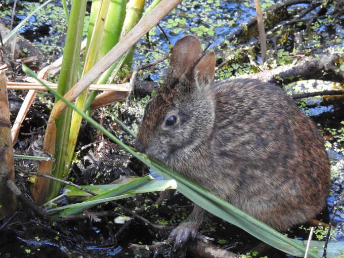 Marsh Rabbit, Audubon Corkscrew Swamp Sanctuary, FL