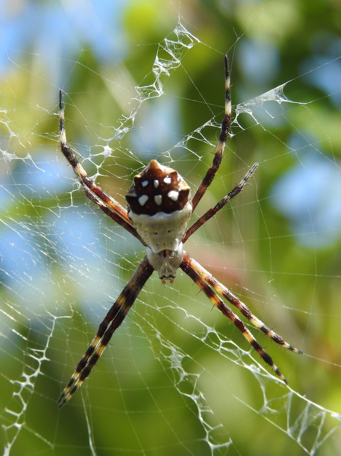 Golden Orb Weaver, Deering Estate, Palmetto Bay FL