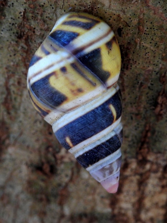 Florida Tree Snail, Loop Road, Big Cypress National Preserve FL