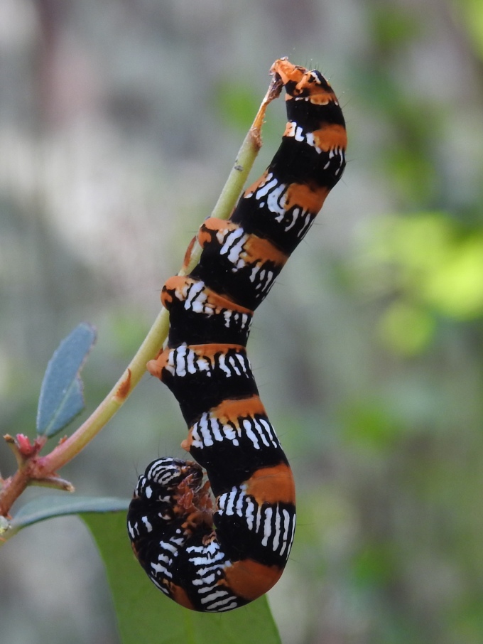 Okefenokee Zale Moth Caterpillar, Okefenokee Swamp, Georgia