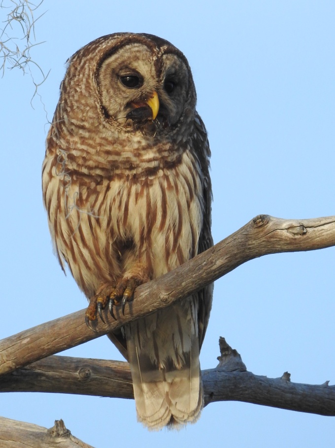 Barred Owl, Okefenokee Swamp, Georgia