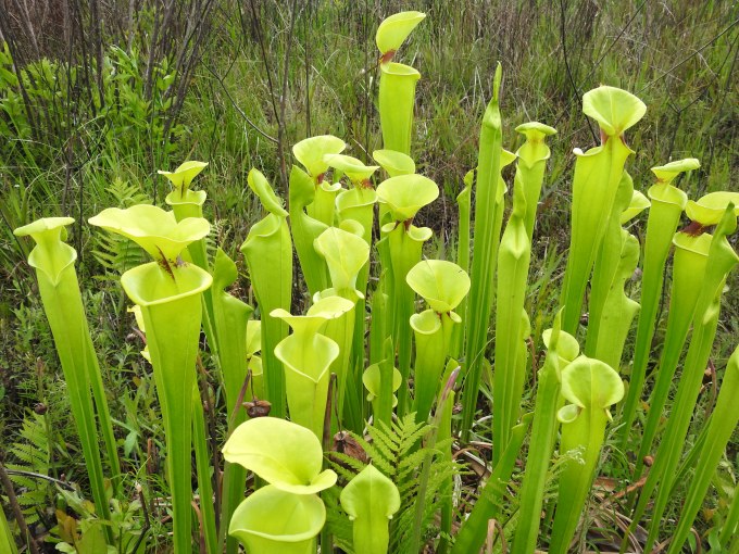 Sarracenia flava, near Homerville airport, Georgia