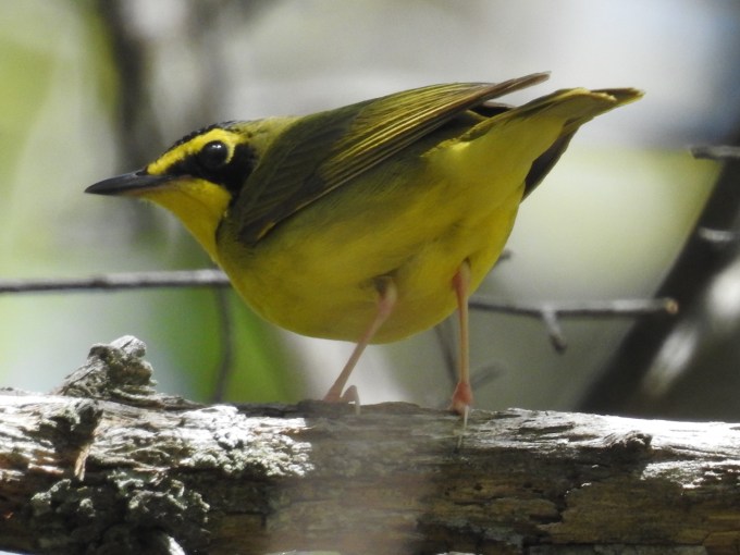 Hooded Warbler, DeSoto SP, AL
