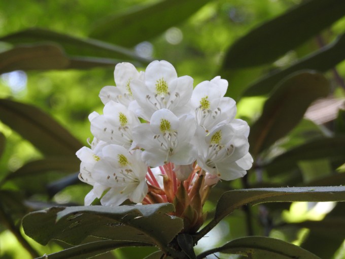 Rhododendron maximum, Great Smoky Mountains NP, TN