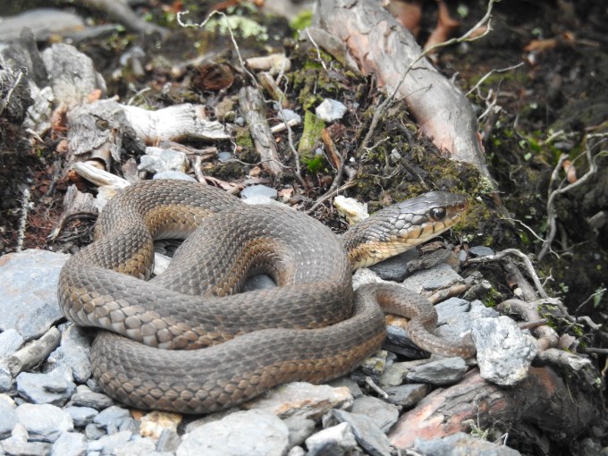 Common Garter Snake, Great Smoky Mountains NP, TN