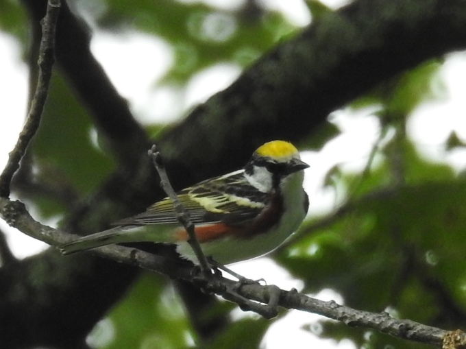 Chestnut-sided Warbler, Blue Ridge Parkway, NC