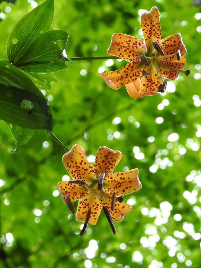 Lilium superbum, Three Top Mountain, Amphibolite Mountains, NC