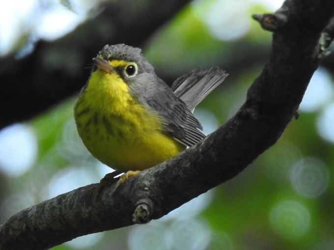 Canada Warbler, Three Top Mountain, Amphibolite Mountains, NC
