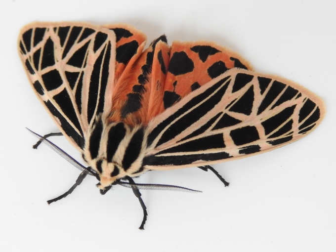 Virgin Tiger Moth, Rochester, NY